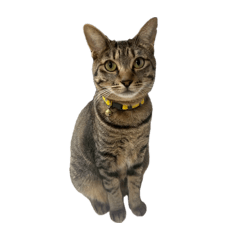 love-tarako_20251227061024