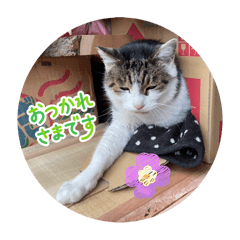 maiko_20251227112251