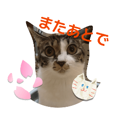 nattu_20251227112226