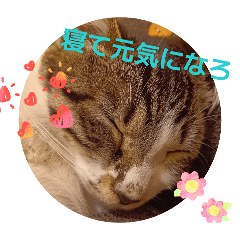 nattu_20251227120734