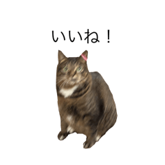 chocolate_20251227130645