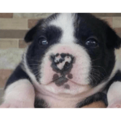 An cefaa_20251227082914