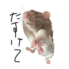 kinako_20251227132246