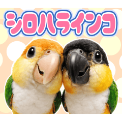 シロハラインコの日常。