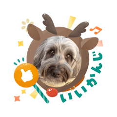 kojiwanko_20251227170650