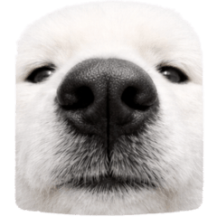 【ネタ】サモエドの可愛いスタンプ