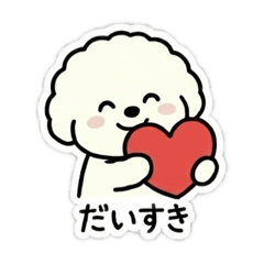 Adult Cute! Fluffy Bichon