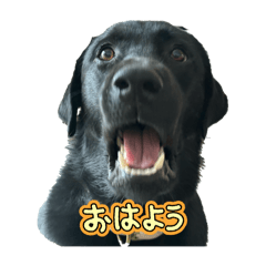 mk0t411_20251227204838