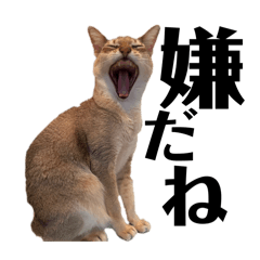 kyantaro_20251227205350