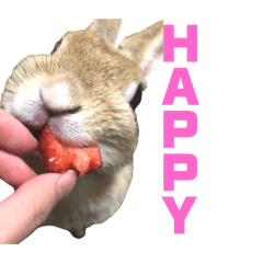 RaraKo_20251227190555