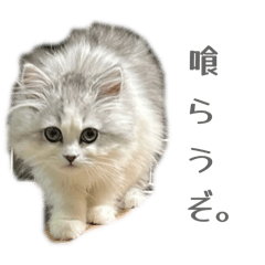 pancakeman_20251227192913