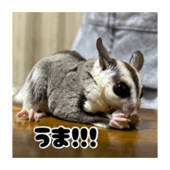 MIYABI_20251227193842