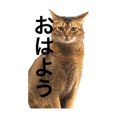 Daiya_20251227223416