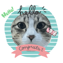 Cutticatt en_20251227211845