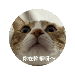 小老虎之日常喵言喵語(完整版)