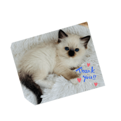 meguko_20251227234941