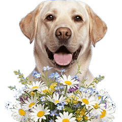 "Labrador Retriever" dog  #1