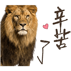 獅子心好用日常