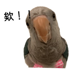 鸚鵡的日常啾啾