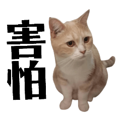 小貓咪の日記-第2彈