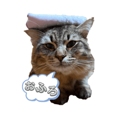 J_dog cat daily life1