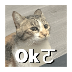 邱爆來啦 小醜貓冠軍