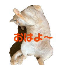 shiho_20251228113201