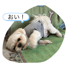 pessopesso_20251228133048