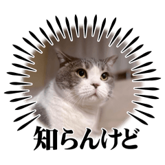 kocha_20251228141230