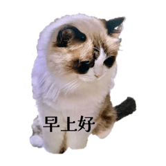 とうかちゃんの猫