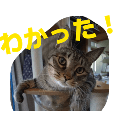 kaede_20251228143824