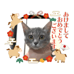 wildcat_20251228145609