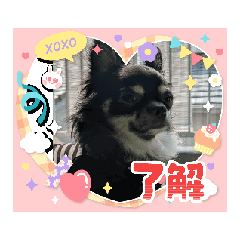 ringo_20251228170912