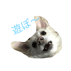 Pocky.Popochan stamp