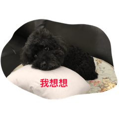 my puppy love u