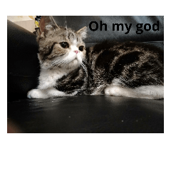 lovely cat meow