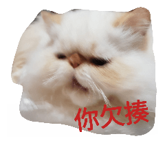 Cat (1)