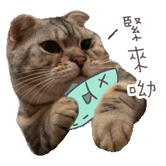 一家都是喵