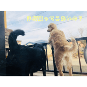 great friend (dog)