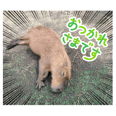 animal friend_20251225153142