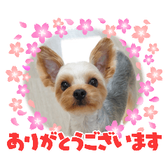 komame_20251228170611