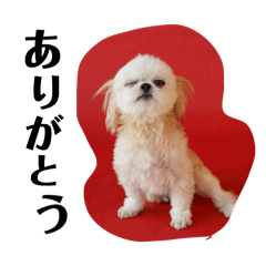 hachi_20251228213603