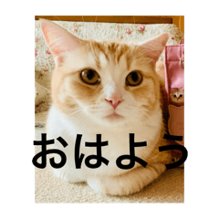 sakura_20251228184419