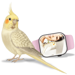 Tsukushi the Playful Cockatiel