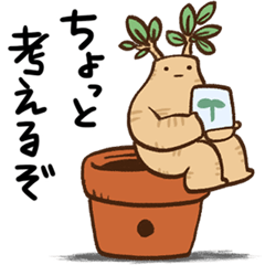 An unwavering banyan tree