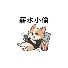 長毛吉娃娃小可愛