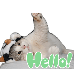 Cats three sleep together