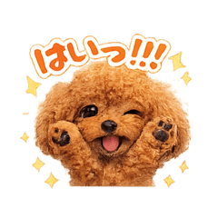 yoppi_20251228213802