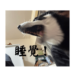 激動小哈