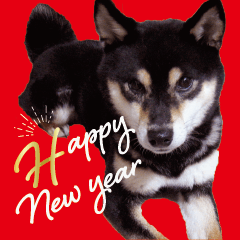 柴犬 黒柴きのこの日常19 お正月再販編